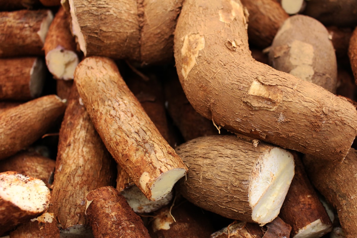 Freshly harvested cassava roots stacked in a pile