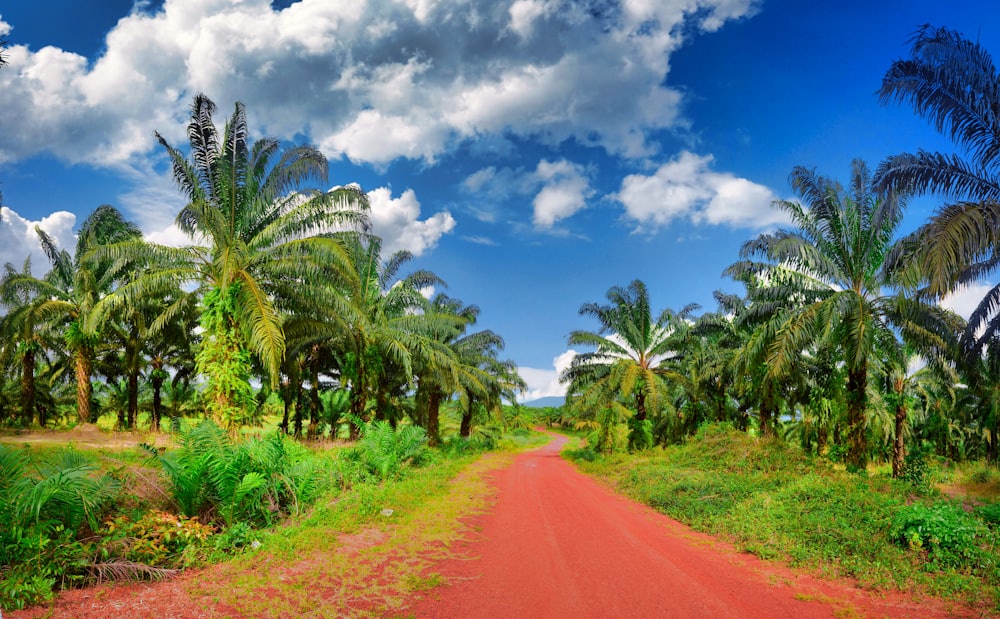 A track running between rows of palm trees on a plantation